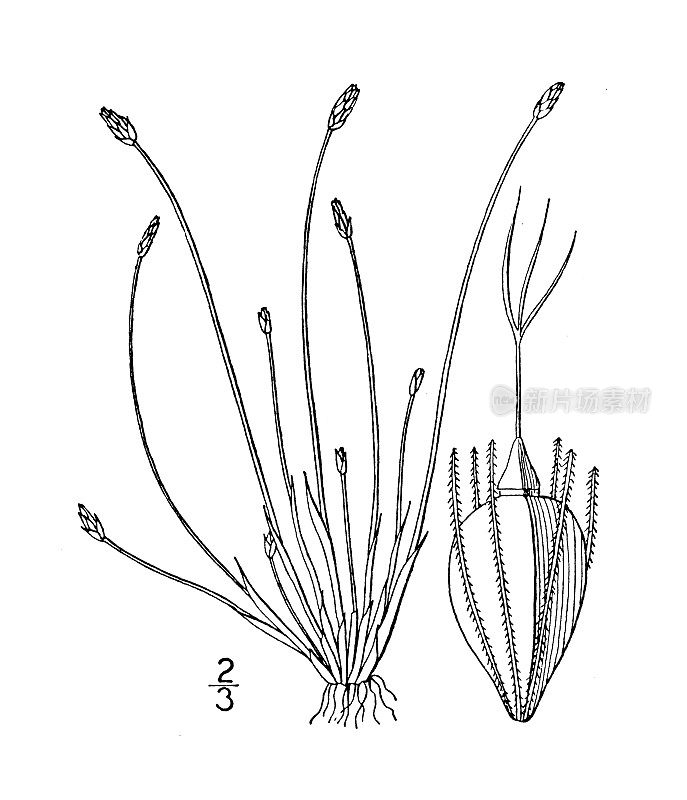 古植物学植物插图:Eleocharis albida，白刺rush